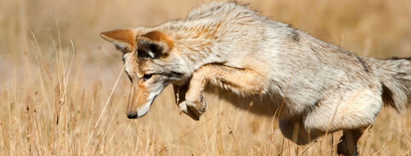 Premier Northern Coyote hunts